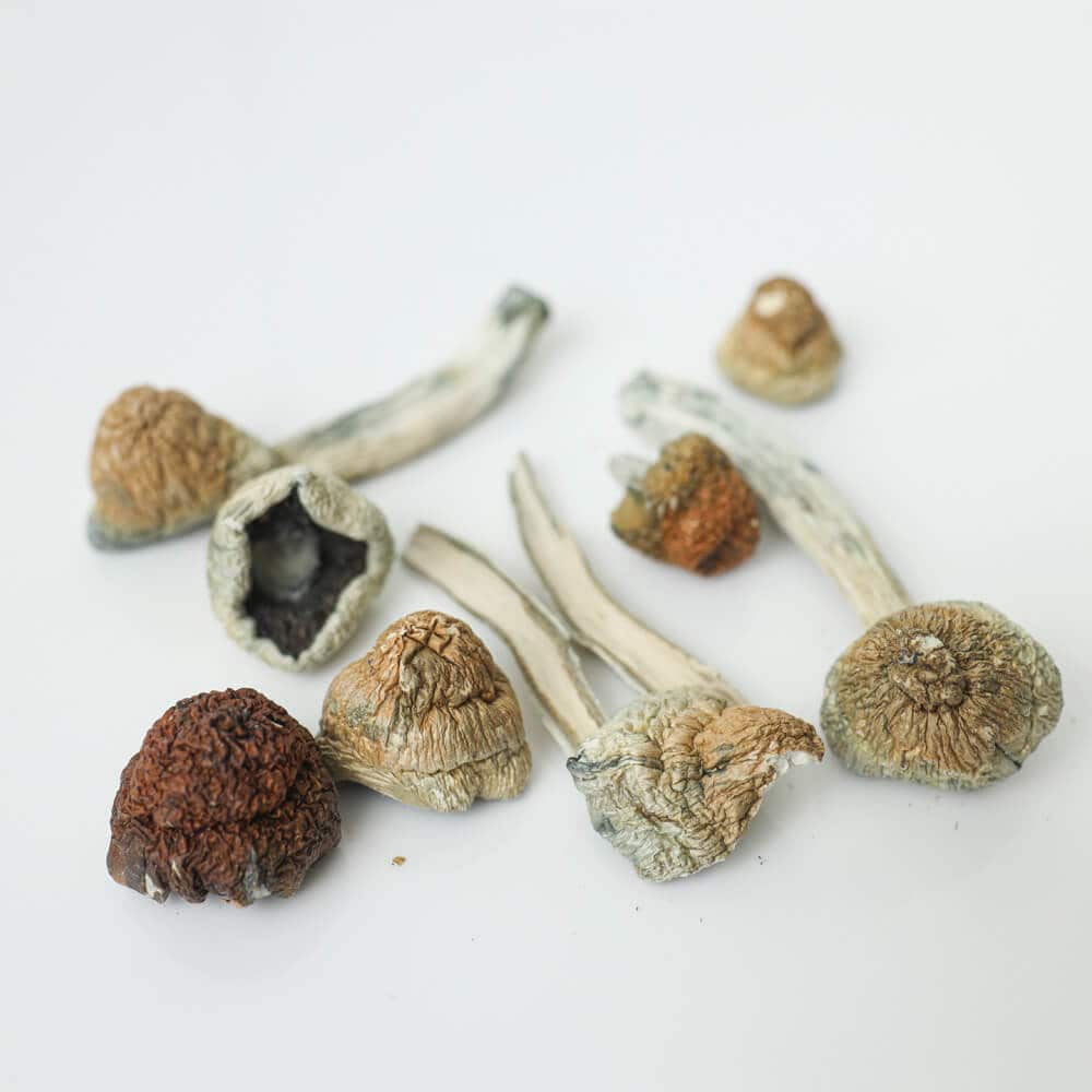 tidal-wave-shrooms-magic-mushroom-delivery-toronto.jpg