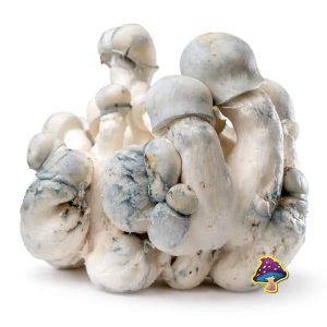 Tidal Wave x Ape Magic Mushrooms