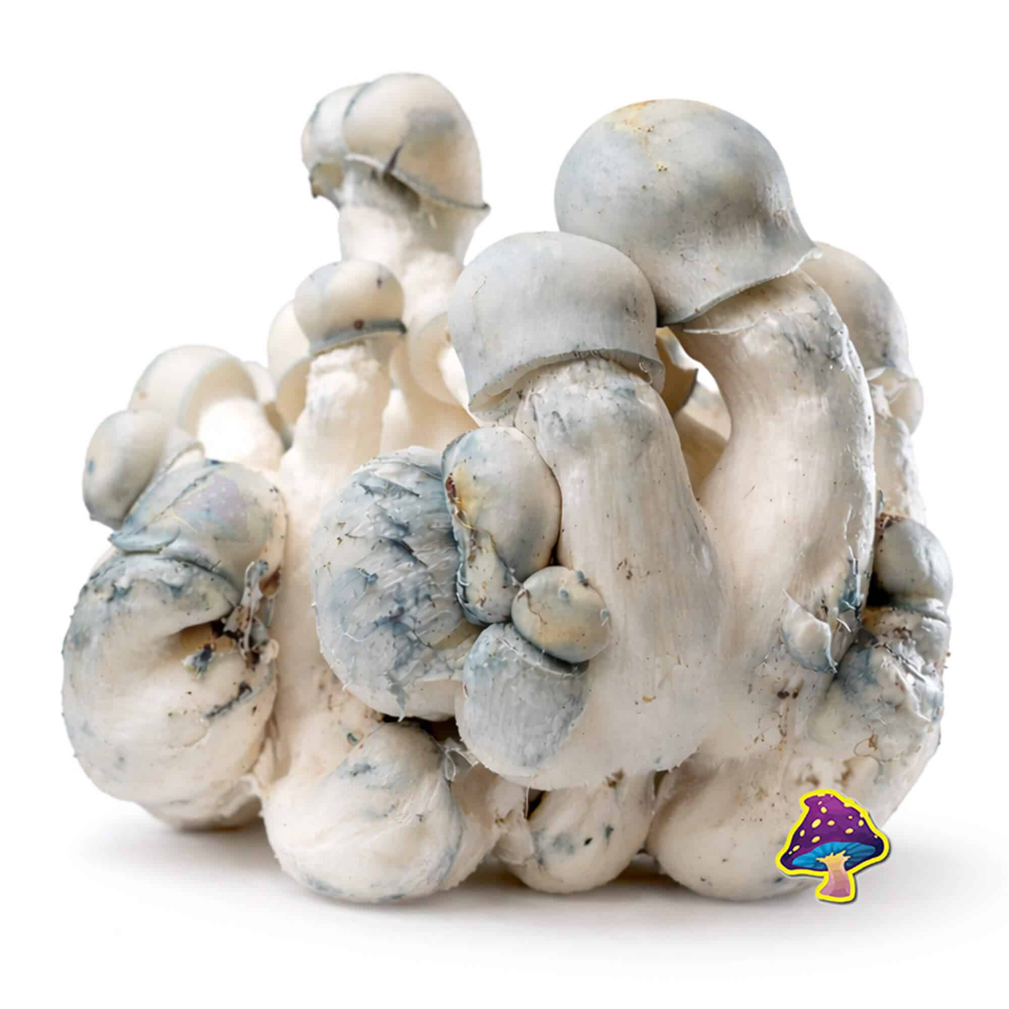 tidal-wave-x-ape-magic-mushroom-strain-limited-canada.jpg