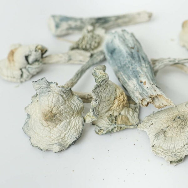 white-rabbit-shrooms-2-magic-mushroom-delivery-toronto-600x600-1.jpg