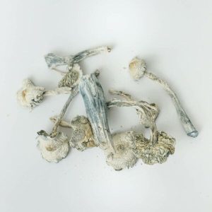 White Rabbit Magic Mushrooms
